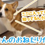 はるさんのおねだり作戦