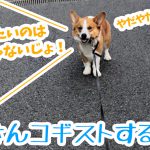 はるさんコギストするの巻