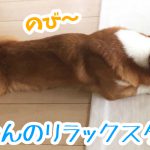 コーギーのリラックスタイム