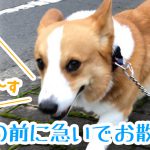 雨の前に急いでお散歩