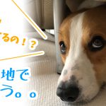 はる基地で 不満そう。。