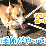 コーギーの苦手な季節がやってきた