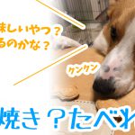 たい焼き？たべれる？