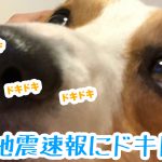 緊急地震速報にドキドキ！