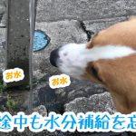 お散歩途中も水分補給を忘れずに