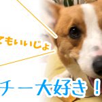 うまうま！ 毎日くれてもいいじょ