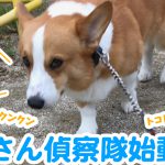 はるさん偵察隊始動です