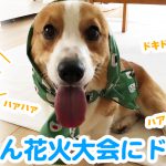 はるさん花火大会にドキドキ