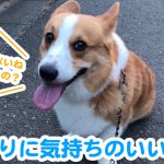 久しぶりに気持ちのいいお散歩