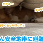 はるさん安全地帯に避難中です