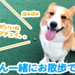 はるさん一緒にお散歩できた！