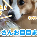 はるさんお目目まん丸