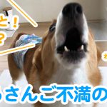 はるさんご不満の様子