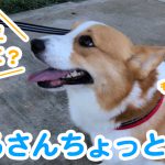 はるさんちょっと休憩