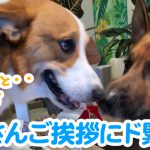 はるさんご挨拶にド緊張