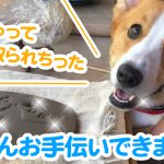 はるさんお手伝いできました！