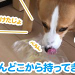 はるさんどこから持ってきたの？