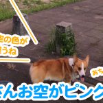 はるさんお空がピンクだよ！