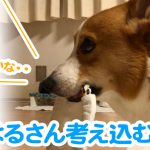 はるさん考え込む