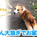 はるさん大急ぎでお家に帰る
