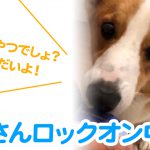 はるさんロックオン中です