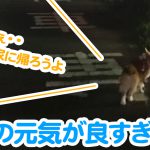 雷様の元気が良すぎて・・