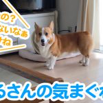 はるさんの気まぐれ？