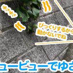 風ビュービューでゆさゆさ