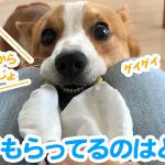 遊んでもらってるのはどっち？