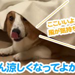 はるさん涼しくなってよかったね