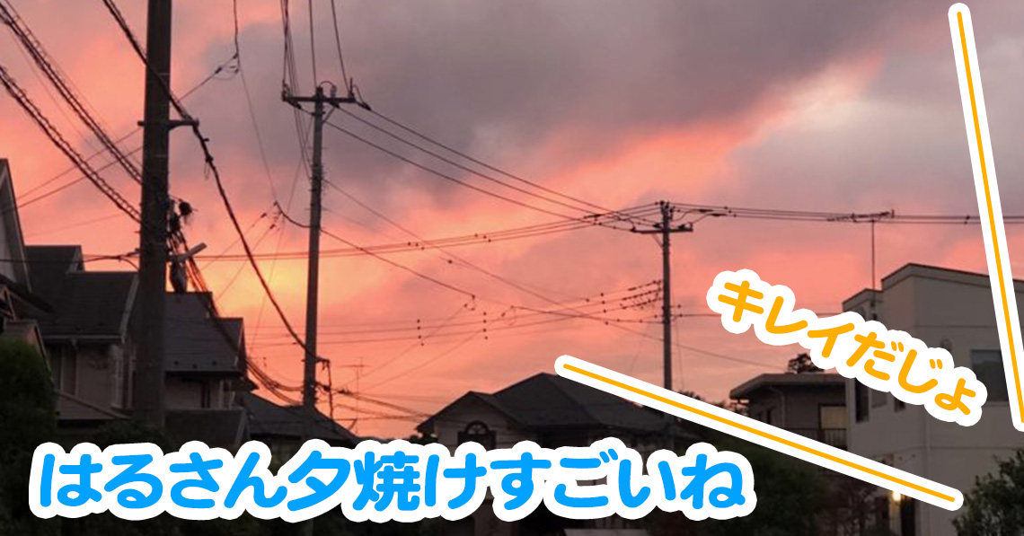 はるさん夕焼けすごいね