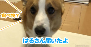 はるさん届いたよ