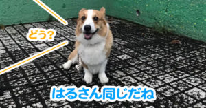 はるさん同じだね