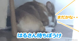 はるさん待ちぼうけ