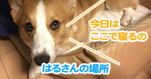 はるさんの場所
