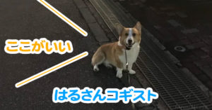 はるさんコギスト