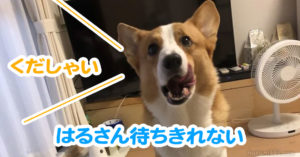 はるさん待ちきれない