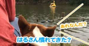 はるさん慣れてきた？