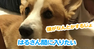 はるさん間に入りたい