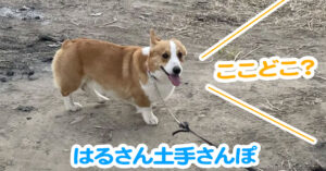はるさん土手さんぽ