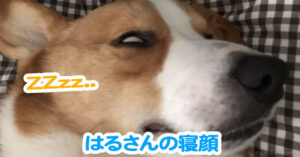 はるさんの寝顔