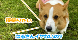 はるさんイヤないの？