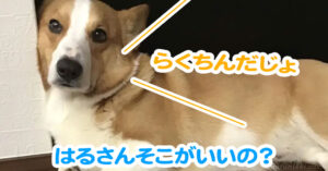 はるさんそこがいいの？