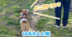 はるさんと桜