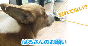 はるさんのお願い