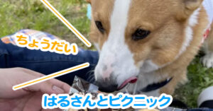 はるさんとピクニック