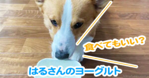 はるさんのヨーグルト