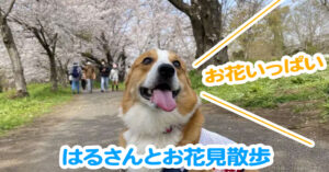 はるさんとお花見散歩
