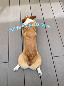 ポカポカだな〜