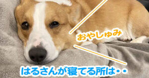 はるさんが寝てる所は・・